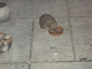 hedgehog1.JPG