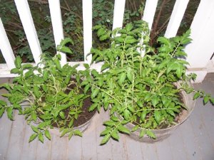 tomatoes.jpg tomatoes.jpg