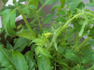 tomatoes2.jpg tomatoes2.jpg