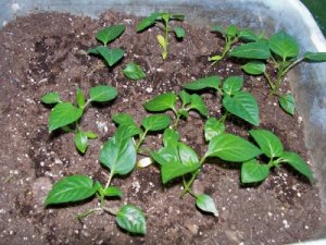 peppers.jpg peppers.jpg