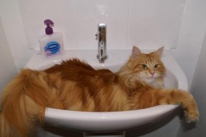 harry-in-basin.jpg