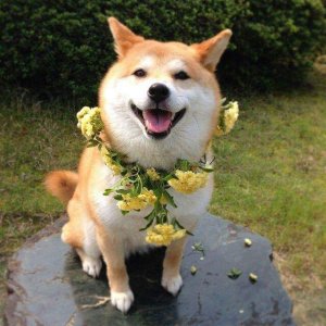 birthday dog.jpg