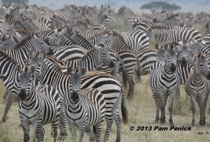 05_Dazzle_of_zebras[1].JPG