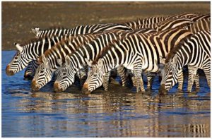 zebrasdrinking[1].jpg