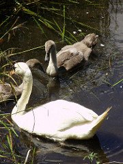 swans 1.jpg