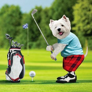 dog-golfing-for-ovarian-cancer.jpg
