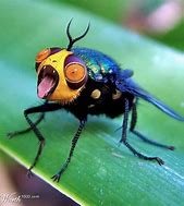 bug.jpg