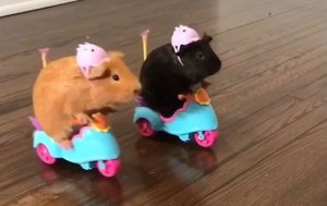 Joyriding @.jpg