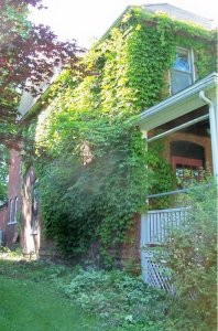 boston ivy.jpg
