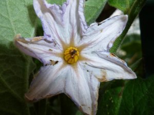 eggplant flower.JPG