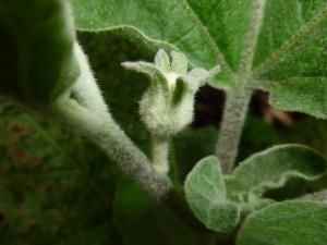 eggplant starting.JPG