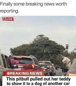 teddybear.jpg