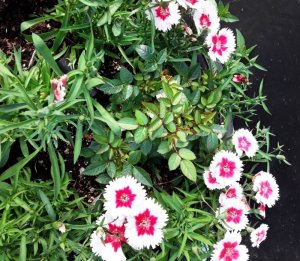 dianthus.jpg