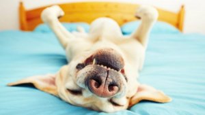 dog-dreams-about-you-dreaming-dog-1024x575.jpg