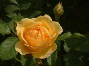 yellow stuff rose.jpg