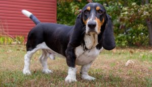 DBS_BassetHound_1280.jpg