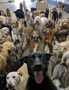 Horde @.jpg