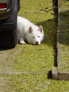 white stuff guard dog.jpg