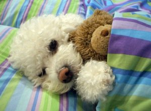 ces-35-chiens-trop-mignons-qui-dorment-avec-des-peluches-258937.png.jpeg