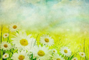 daisy-flowers-vintage-background.jpg