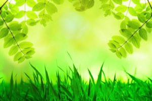 natural-green-background-1389459704YWX.jpg