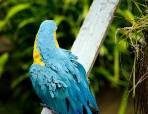 turquoise-macaw.jpg