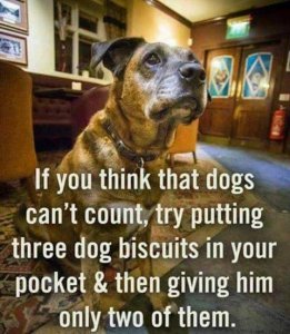 dogbiscuits.jpg