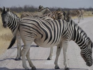 A-dazzle-of-zebra[1].jpg