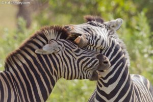 zebra-hal2[1].jpg