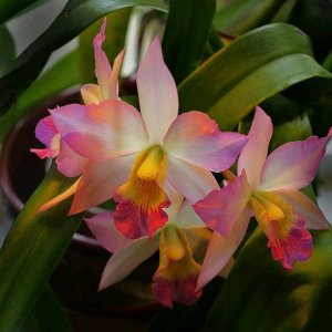 purple stuff orchids.jpg