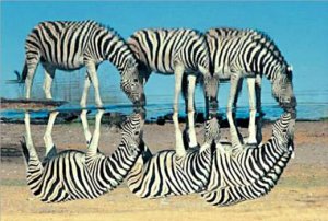 flip zebras content_dv031036.jpg
