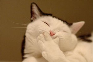 Cute Cat Laugh.jpg