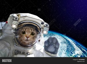 catspace.jpg