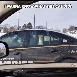 whatcatdid.jpg