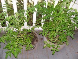 tomatoes1.jpg