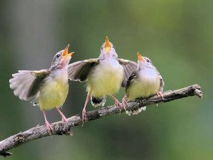 Trio @.jpg