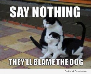 funny-cats-013.jpg