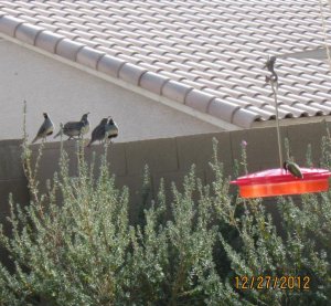 Our yard.jpg