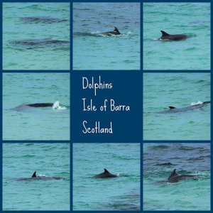 dolphins.jpg