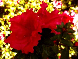 100_2363.JPG