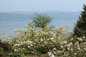 trees2.jpg