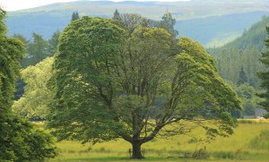 trees.jpg
