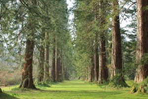 trees1.jpg