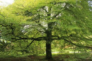 trees5.jpg