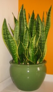 Snake-plant.jpg Snake-plant.jpg