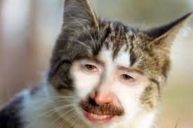 face cat.jpg