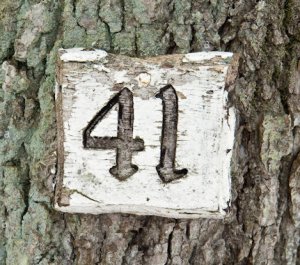 Number 41 @.jpg