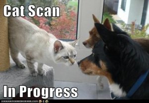 cat scan.jpg