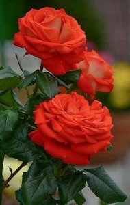 orange red stuff.jpg
