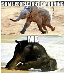 elephantmorning.jpg